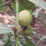 Acokanthera oppositifolia Frukt