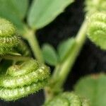 Medicago rugosa Fruit