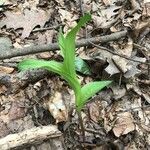 Allium tricoccum Feuille