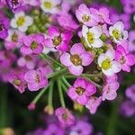 Lobularia maritimaŽiedas