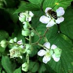 Rubus scaber Квітка