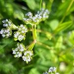 Valerianella locusta Flower