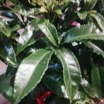 Ardisia crenata Blad