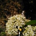 Chimarrhis parviflora Blomma