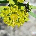 Euphorbia seguieriana Kwiat