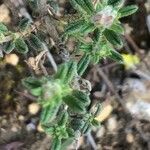Fumana thymifolia Hoja