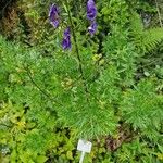 Aconitum variegatum फूल