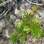 Aralia hispida Blomst