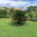 Cycas circinalis Folha