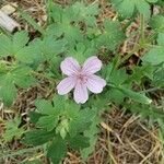 Geranium viscosissimum Blomst