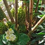 Costus dubius Fleur