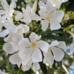 Nerium oleander Bloem