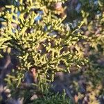 Juniperus monosperma Folha