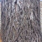 Carya illinoinensis Kora