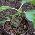 Dorstenia foetida Pokrój