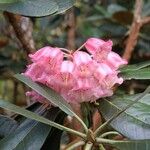 Rhododendron arizelum Flower