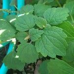 Plectranthus parviflorus Blad