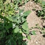 Chenopodium albumHostoa