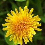 Taraxacum cucullatiforme Fula