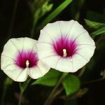 Ipomoea trifida Kwiat