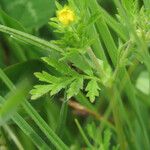 Potentilla supina Blad