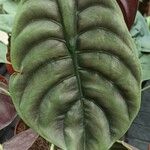 Alocasia cuprea Blatt