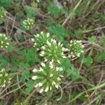 Trifolium leucanthum Flower