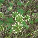 Trifolium leucanthum 花