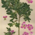 Rosa mollis その他の提案