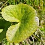 Ranunculus thoraপাতা