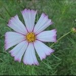 Cosmos bipinnatusKvět