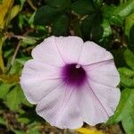 Ipomoea cairica പുഷ്പം