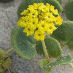 Abronia latifolia Květ