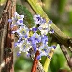 Ceanothus thyrsiflorus Flower