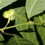 Cleidion castaneifolium Fruit