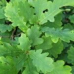 Quercus × rosacea Blad