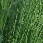 Equisetum palustre Folha