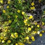 Potentilla brauneana Blomst