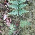 Dryopteris expansa Habitus