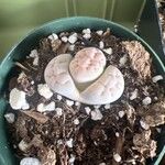 Lithops karasmontana Leaf