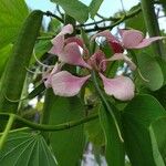 Bauhinia monandra Цвят