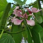 Bauhinia monandra 花