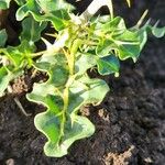 Solanum arundo Leaf