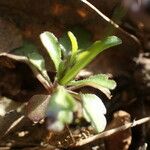 Viola kitaibeliana Leaf