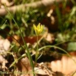 Gagea spathacea Habitat