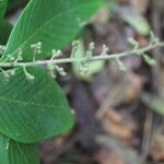 Arachnothryx buddleioides Φύλλο