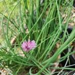 Allium schoenoprasumFolla