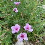Erodium glandulosum Flower