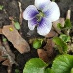 Viola × melissifolia Flower