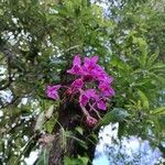 Spathoglottis unguiculata Flower